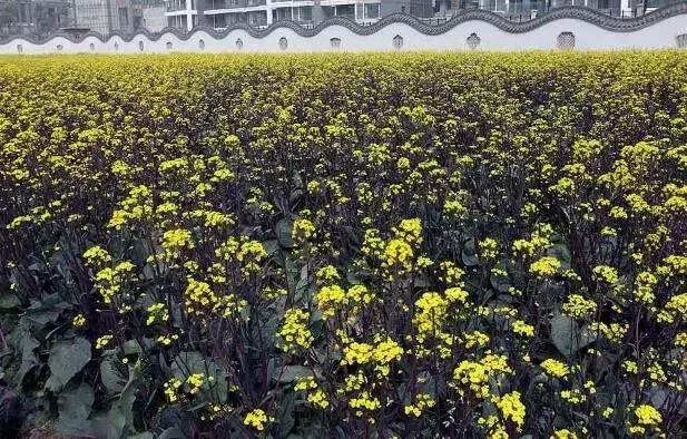 湖北蔬菜都有哪些品种,湖北种植特色菜有哪些