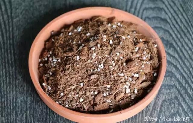 新手养肉肉最好用什么土,新手养肉配土