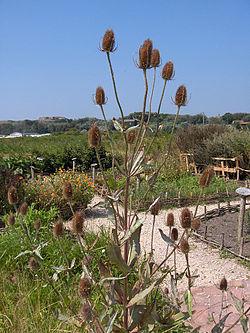 《神农本草经》:“续断”强筋骨、续折伤、止崩漏,建议收藏