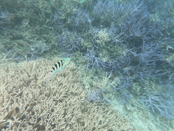帕劳的海景风光给人美的享受,帕劳的海洋和沙滩风景图片