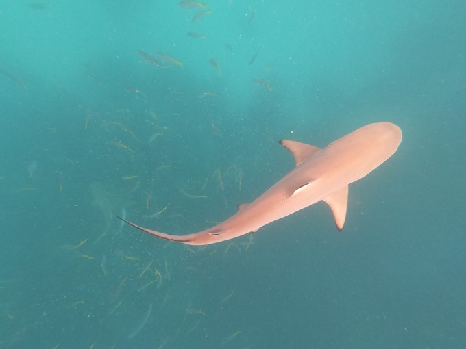 帕劳的海景风光给人美的享受,帕劳的海洋和沙滩风景图片