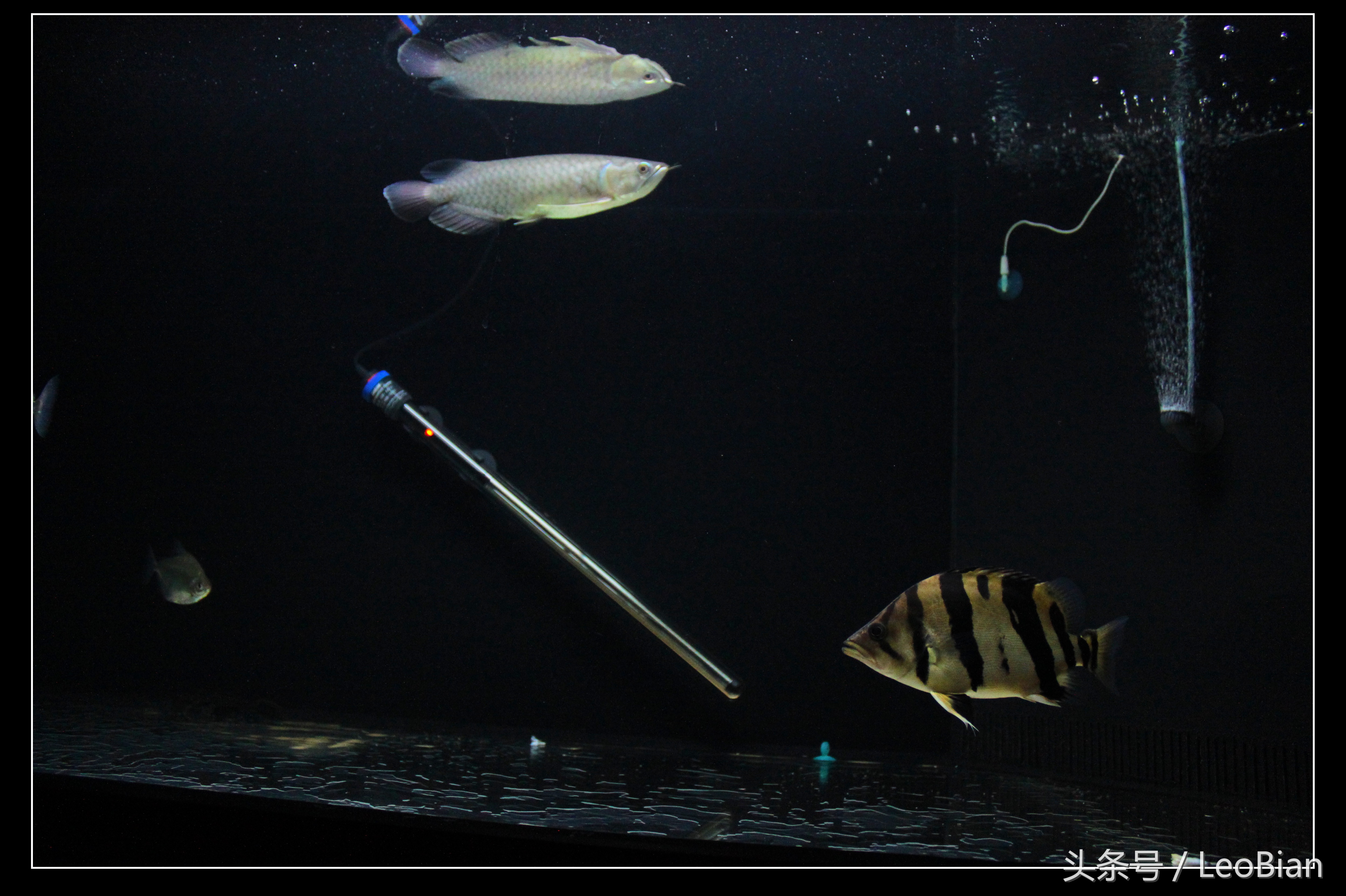 别了疯子完整版,别了疯子完整视频