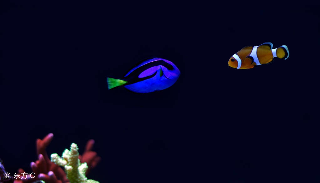 养蓝吊的基本要求,蓝倒吊鱼怎么养