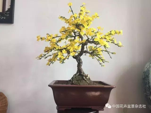 爱花迎春盆景,爱木盆景杜鹃