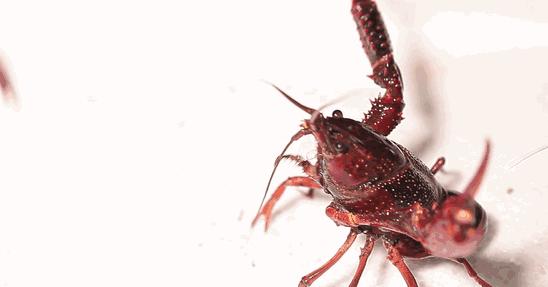 济南周末烧烤好去处,吃济南的烧烤