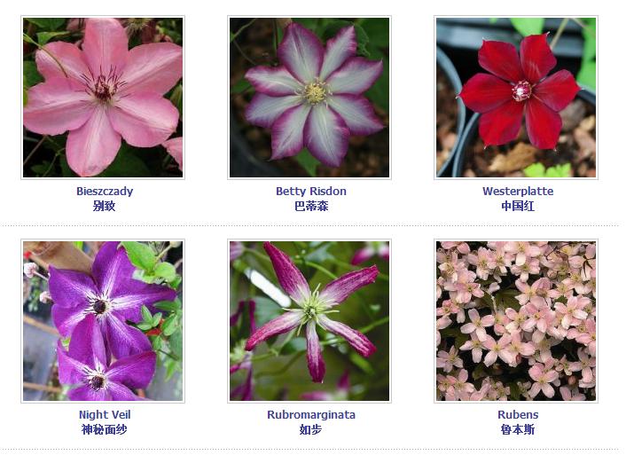 铁线莲爬藤花卉排名前十名,铁线莲哪个品种花最好看