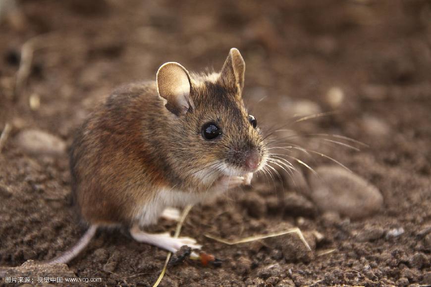 田间地头有哪些小动物,农村田野有老鼠吗
