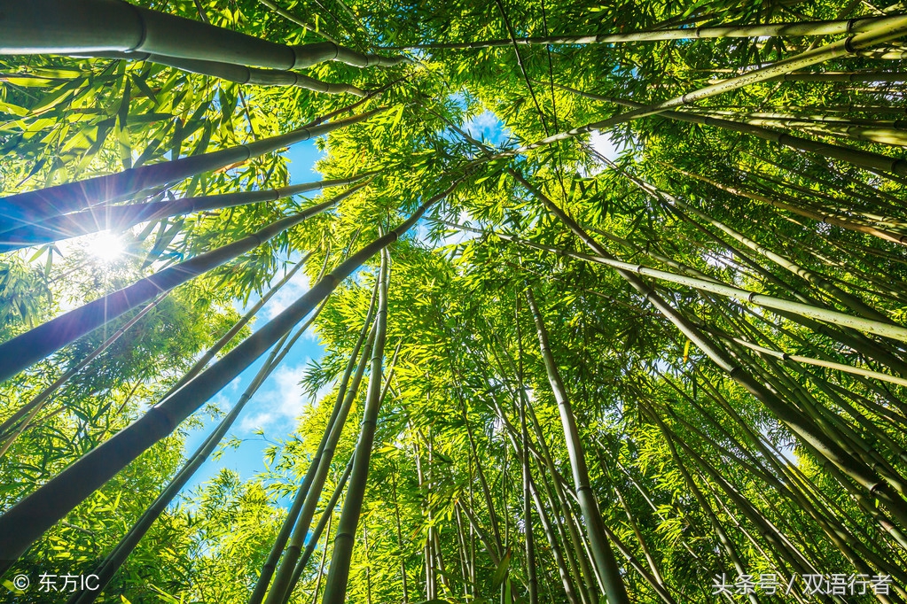 比较常见的花的英文名,各种美丽的花的英文名