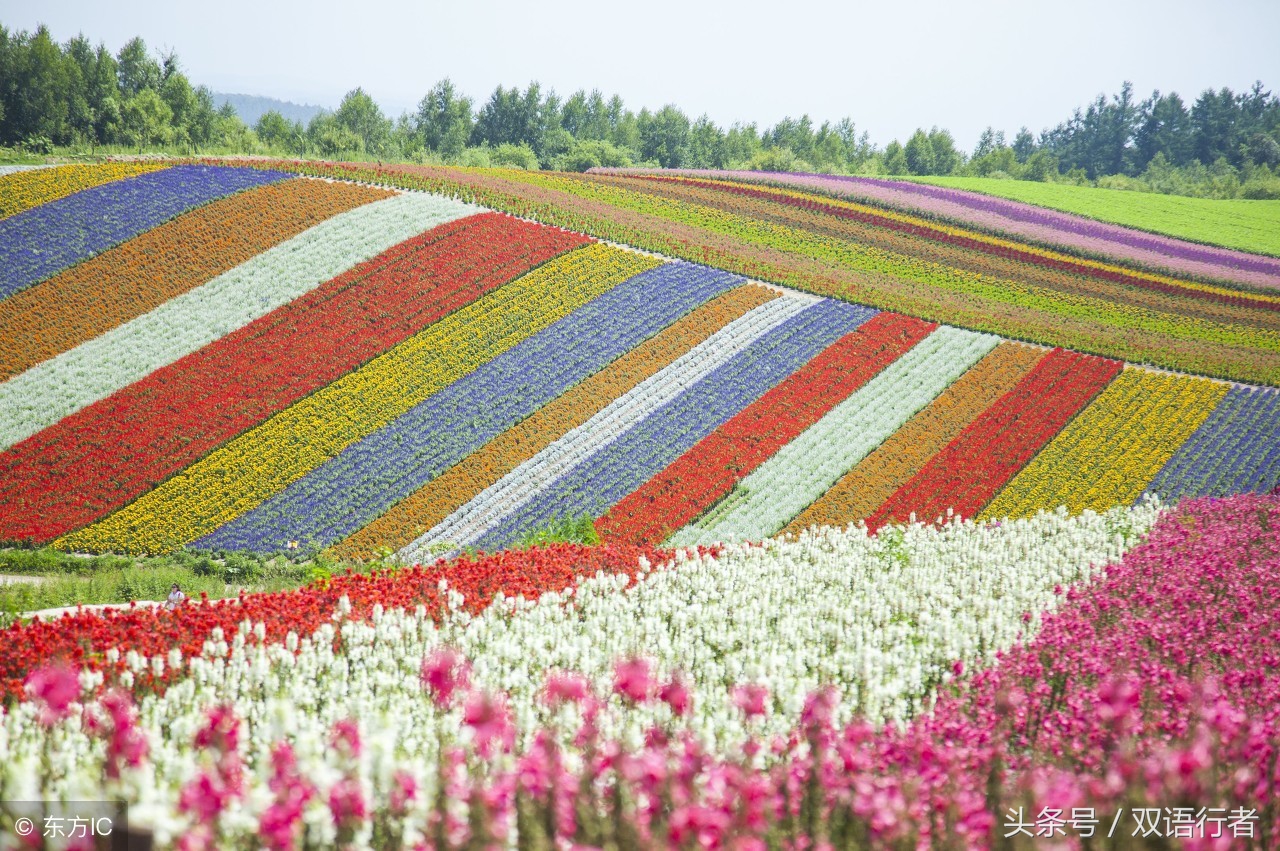 比较常见的花的英文名,各种美丽的花的英文名