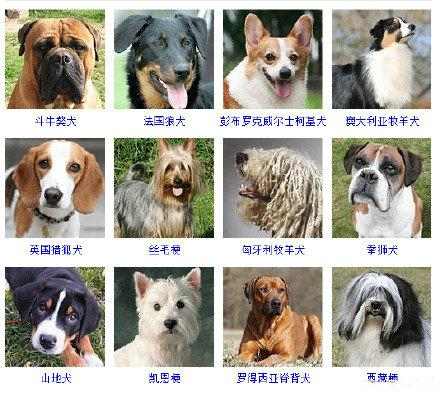 16种总是分不清的狗狗品种,全世界所有狗狗的品种大全