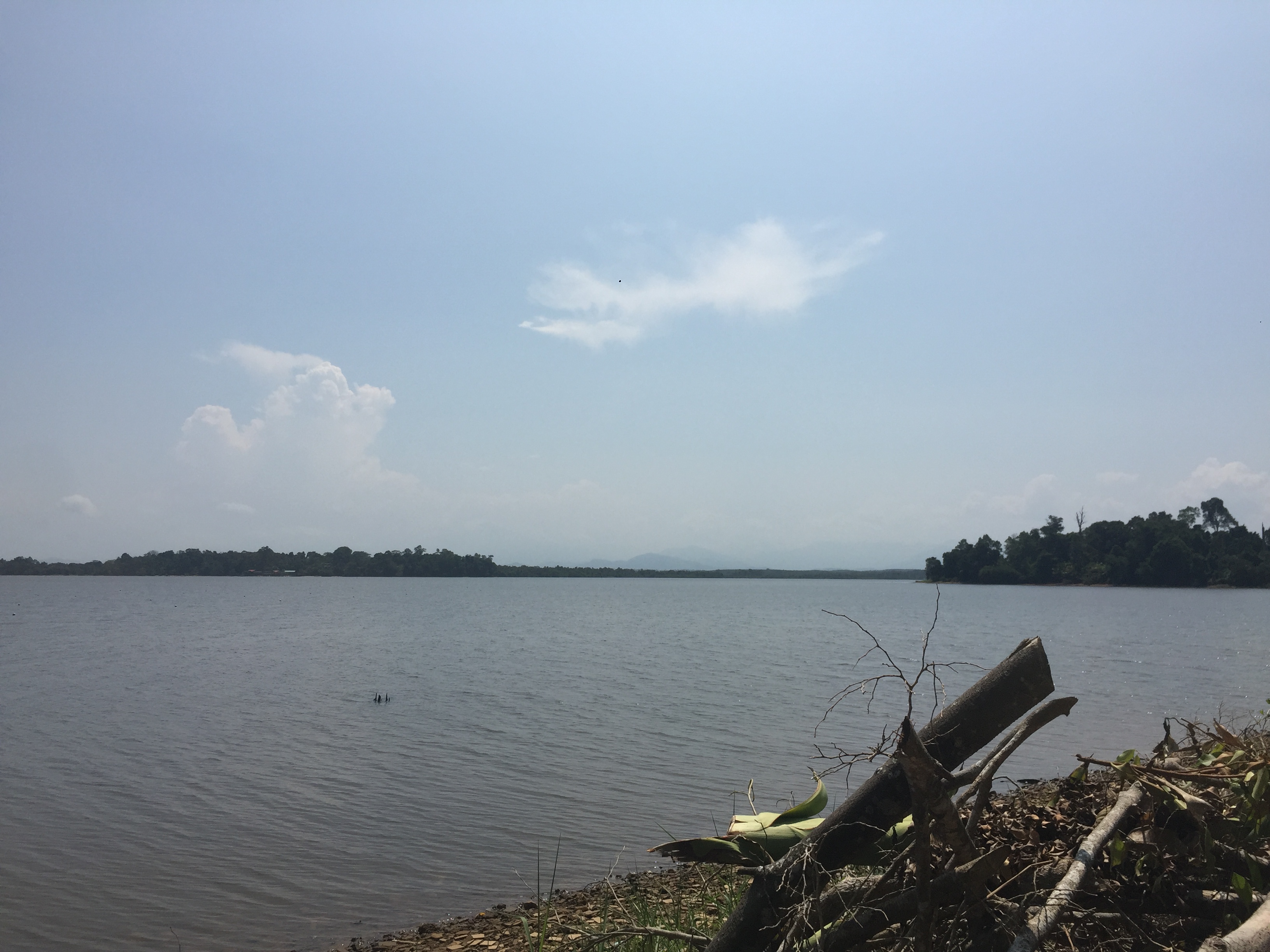 过背金龙是什么意思,过背金龙和高背金龙的区别