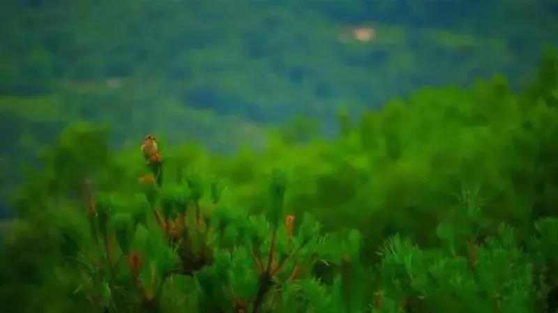 五月来西双版纳,适合五月旅行民宿