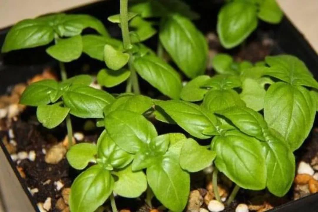 阳台盆栽香料,在家种什么香料好吃又实惠