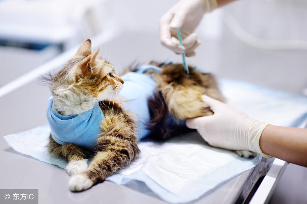 什么情况下给猫咪打疫苗,猫咪疫苗第一针和第二针最长间隔