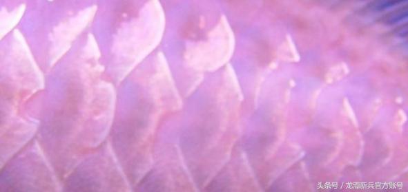 龙鱼病症状图片大全,龙鱼鳞片的真实图片