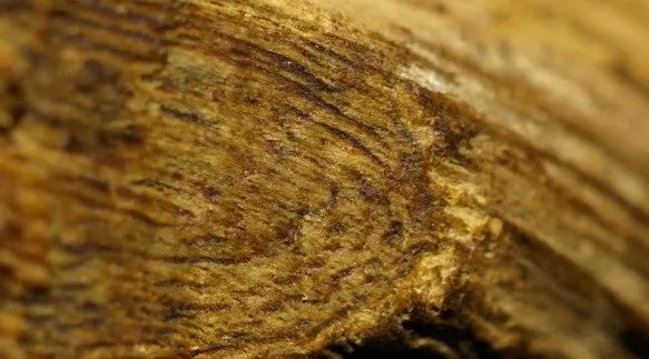 沉香与玉石都是树木形成的吗,沉香是什么木材形成的