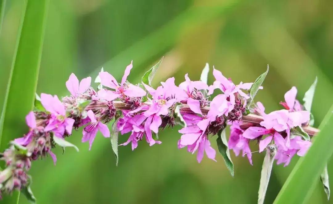 益母草功效与作用的吃法,益母草功效与吃法