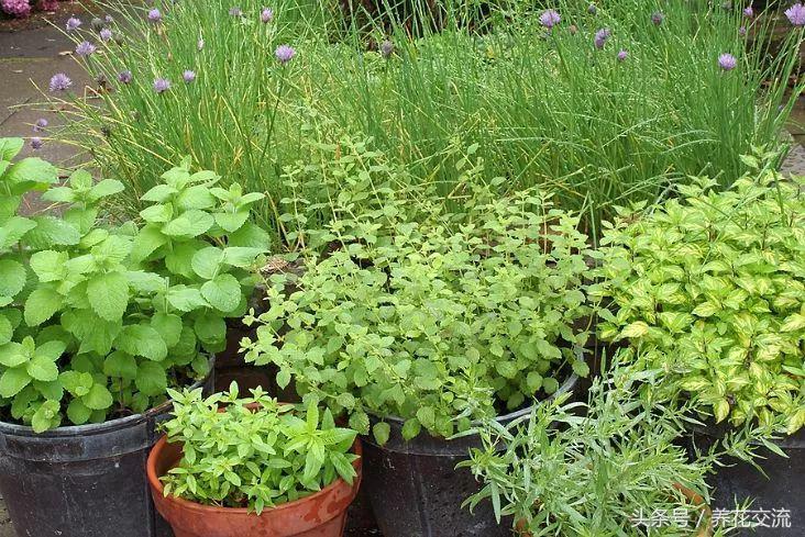 盆栽植物养护技术,如何养好盆栽植物教学计划