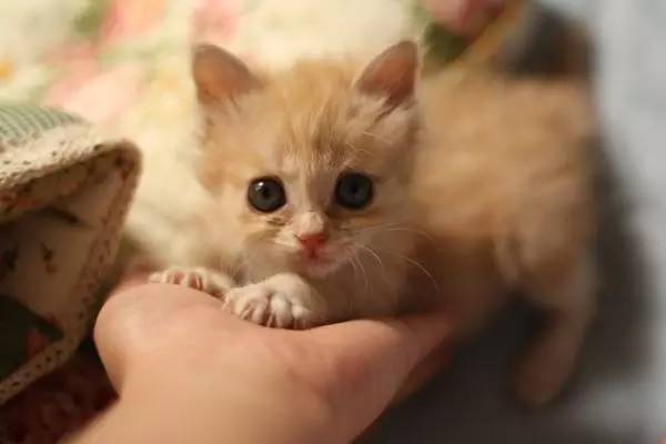 奶猫照顾攻略,奶猫成长法则