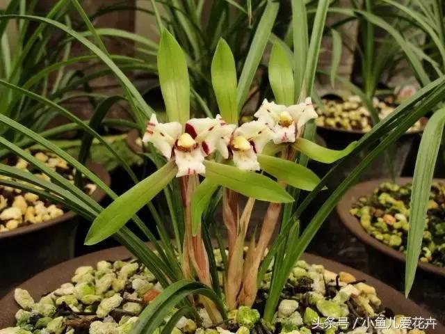 家里种的绿植老是死怎么办,家里种的植物不长怎么办