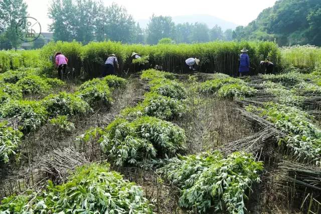 艾灸坐垫最新款垫子,艾绒坐垫加靠枕