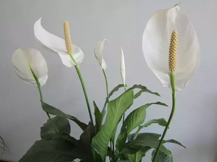 一帆风顺叶子发黄怎么解决,一帆风顺叶子发黄怎么办