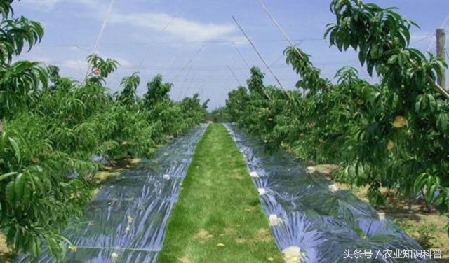 夏季桃树怎样防治病虫害,桃树涝害叶子蔫了怎么办