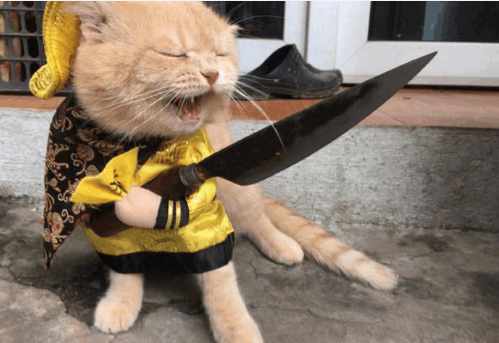 分享越南非常红网红猫Cho,它就是这么与众不同的猫星人？