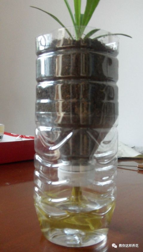 塑料瓶自制免浇水的花盆方法,自吸水免浇水懒人花盆