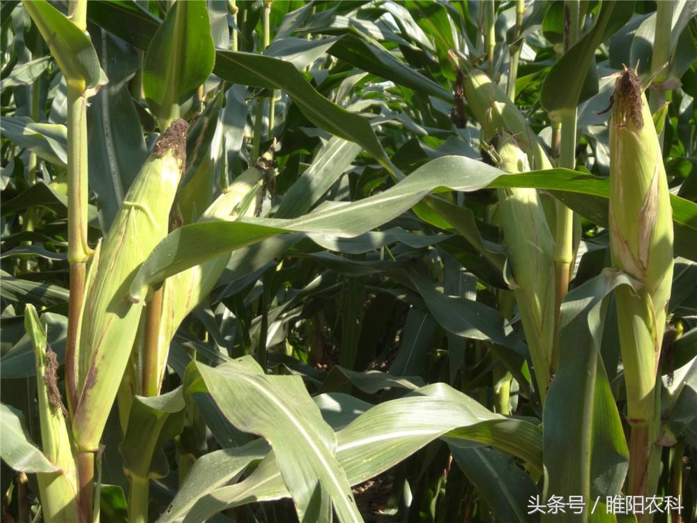 辽宁省最新审定的玉米新品种,最新审定的玉米新品种