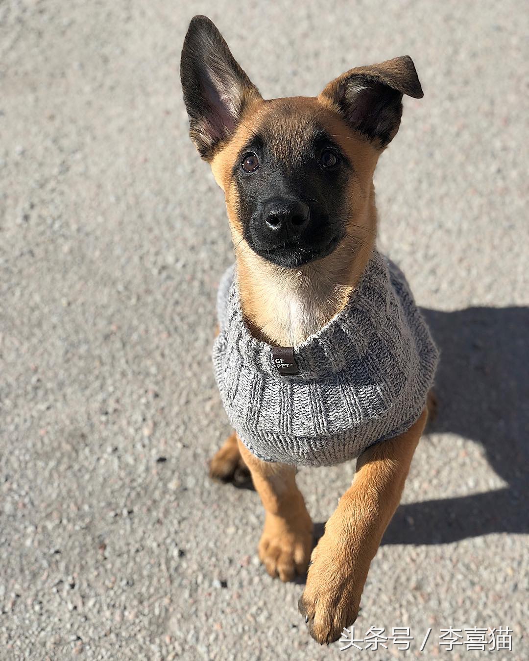 威武霸气警犬德牧,德牧vs马犬谁更适合当军警犬