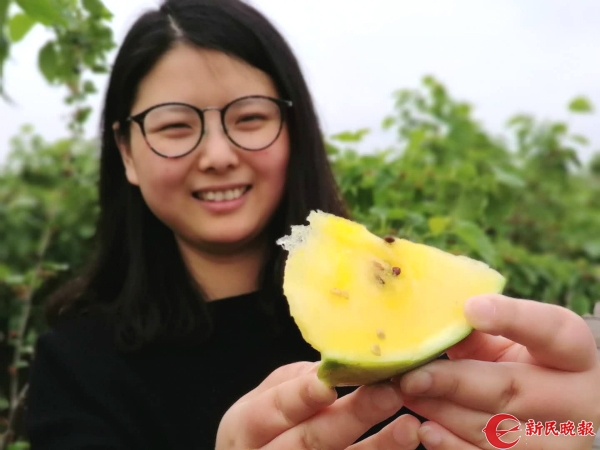 桑葚红了、西瓜“黄”了！东海边书院镇瓜果飘香