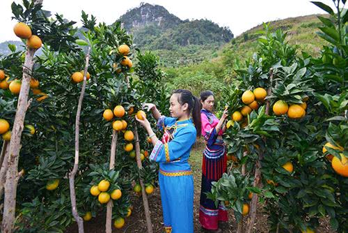 广西国家地理标志产品大全,广西地理标志农产品有哪些