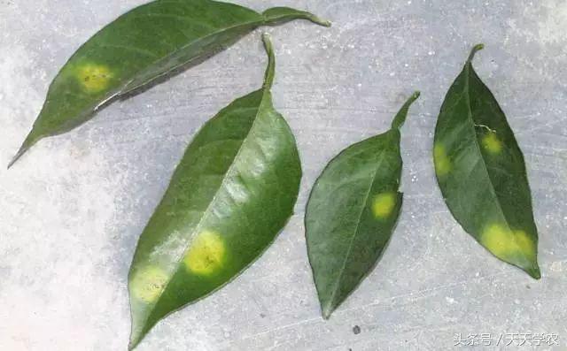 柑橘幼苗黄化怎么回事,柑橘幼树春梢突然黄化是怎么回事