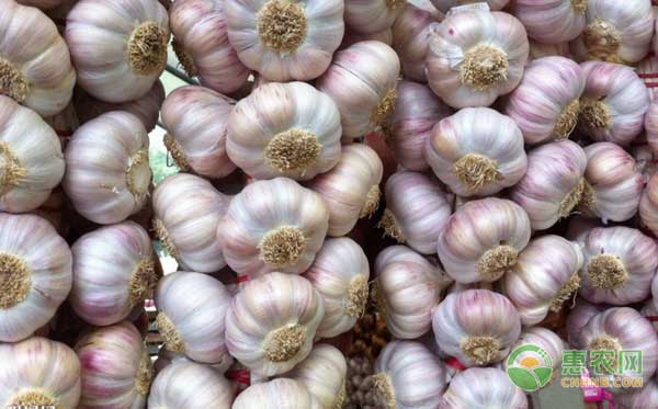 杞县大蒜多少钱一斤？2018年5月8日各地大蒜价格行情
