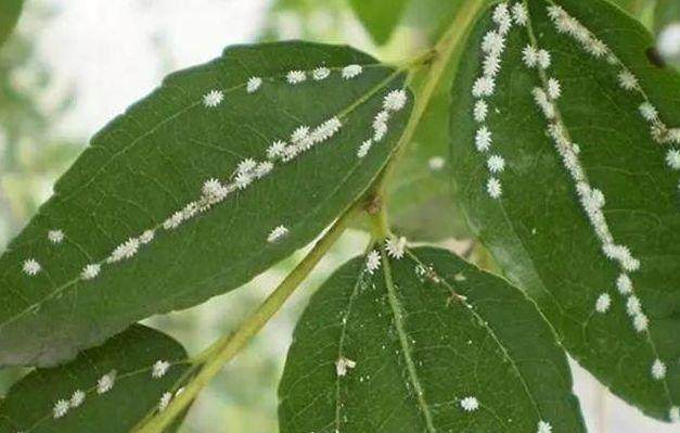 家里的花又招虫了？学会这一招，杀虫药不用买！