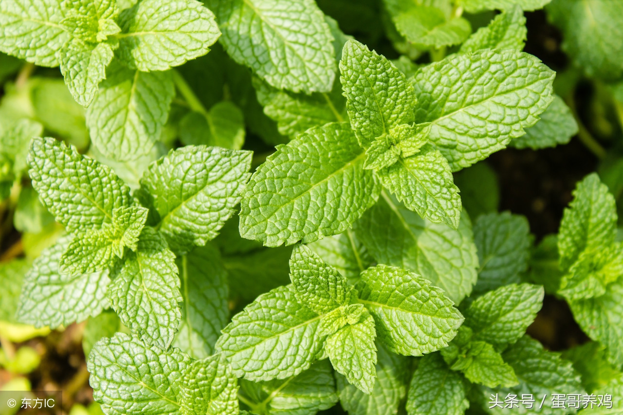 中药养鸡,中药养鸡防常见病配方