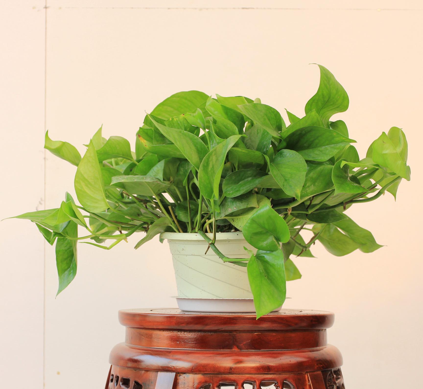 幸福的烦恼解决方法,幸福的烦恼有几个方面