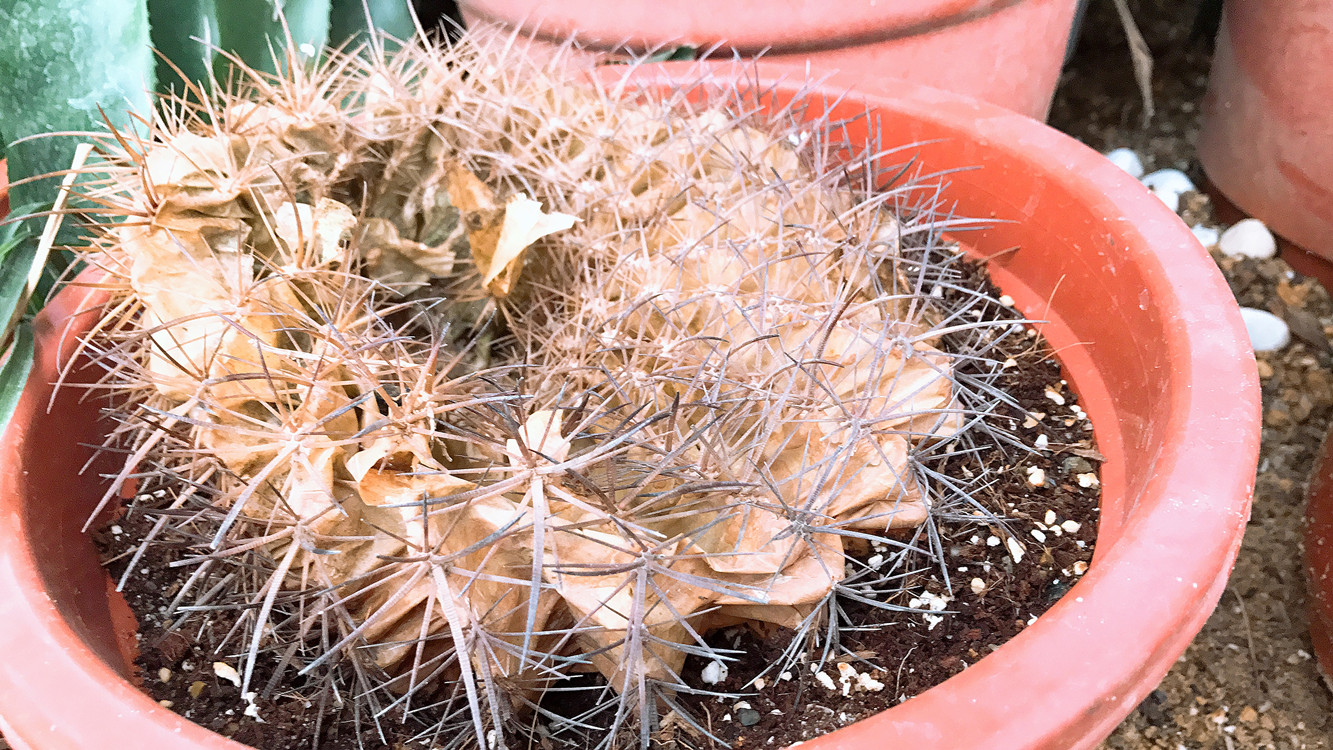 仙人球快枯萎了怎么把它救活,仙人球根全部腐烂了还能救活吗