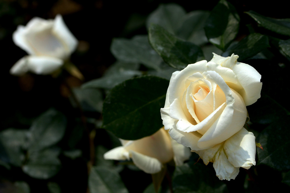 涨知识了！农村常见的月季花竟然有这么多品种