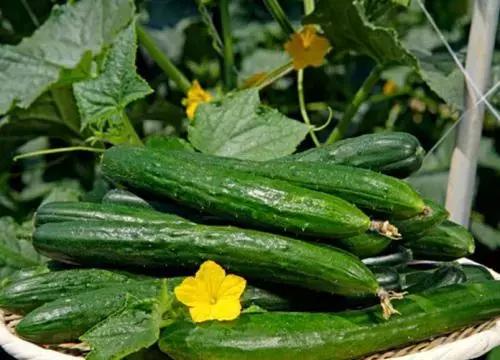 想赚钱的看过来图片,想发家致富的看过来