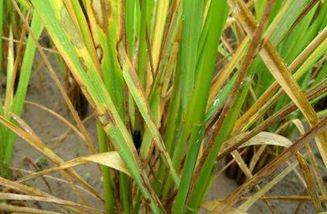 水稻秧苗叶子发黄根发黑什么原因,水稻抽穗期间叶片发黄怎么办