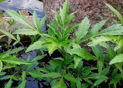 田间杂草及名称图片,草田杂草实图及名称