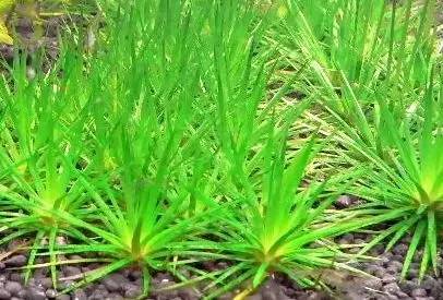 田间杂草认不清来看高清图谱,地里杂草看不见实拍