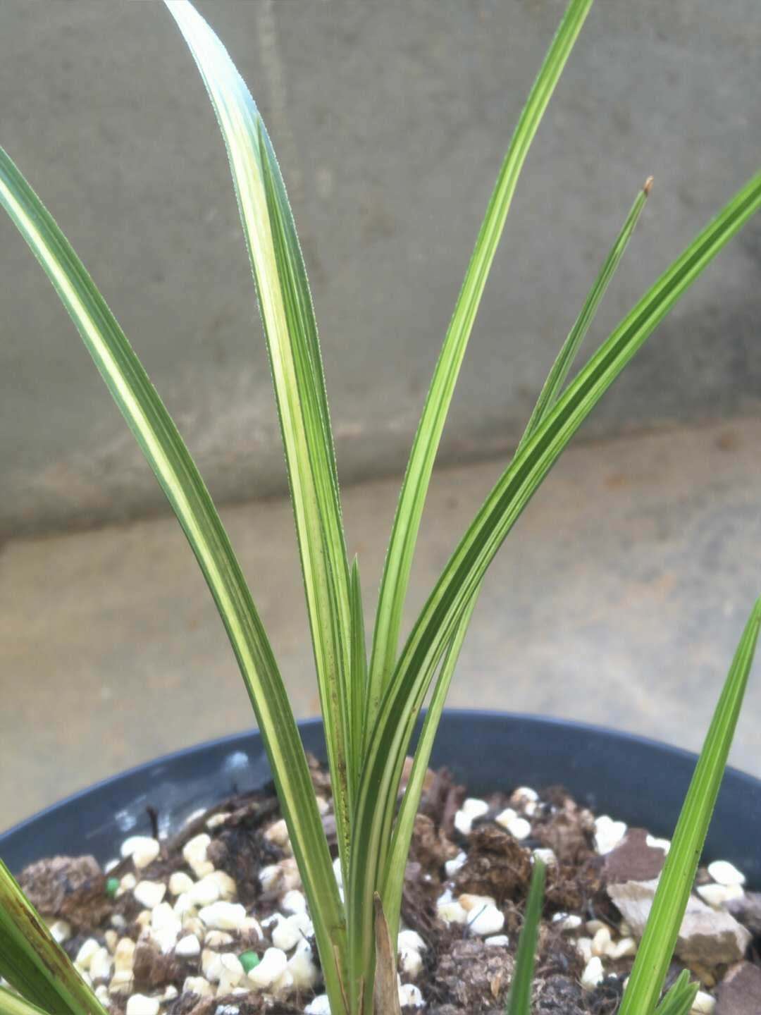 收到100块钱假钱亏了多少,如何区分蕙兰缟艺好坏的方法