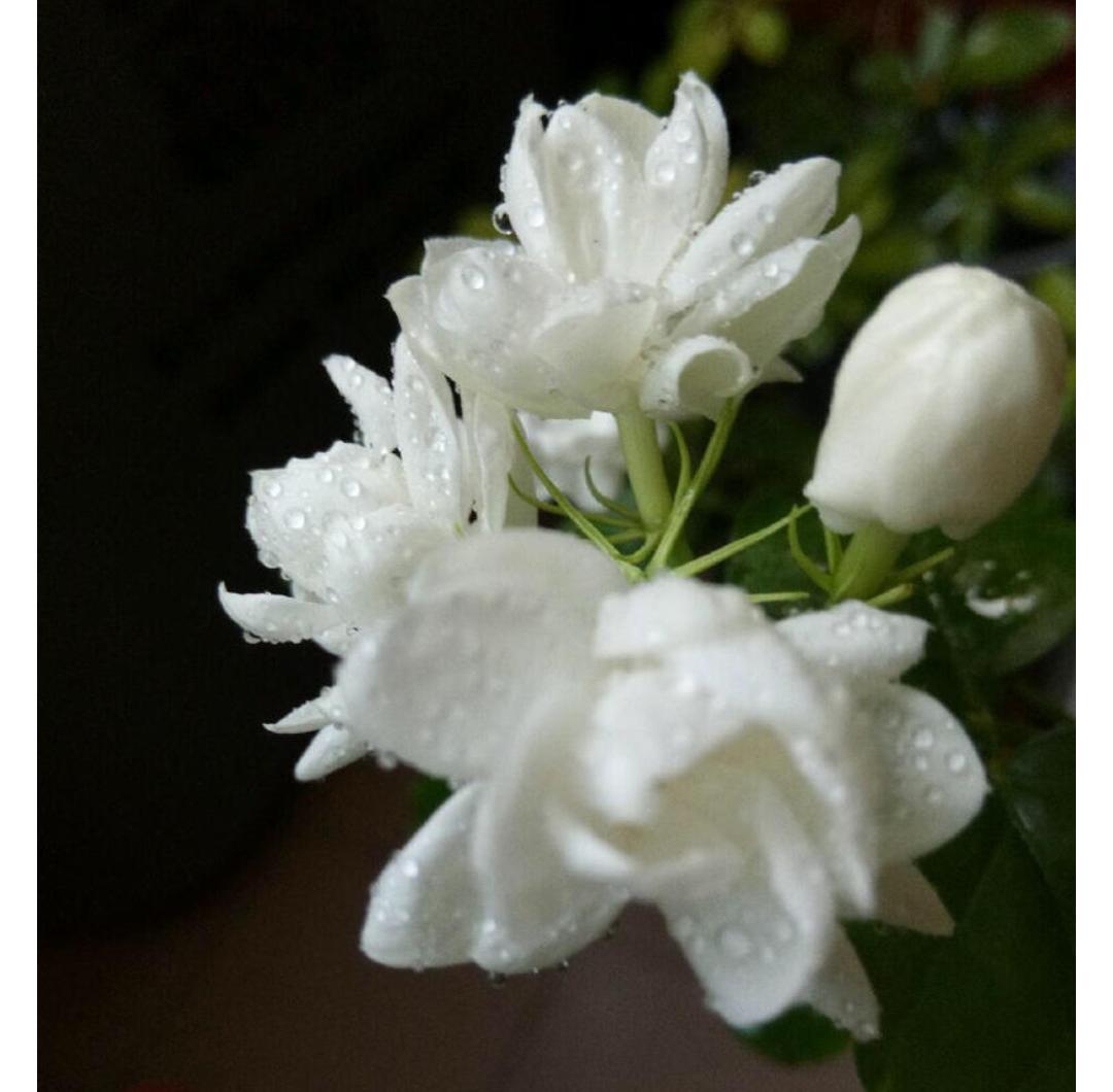 除了康乃馨母亲节还能送什么礼物,母亲节送康乃馨每个颜色代表什么