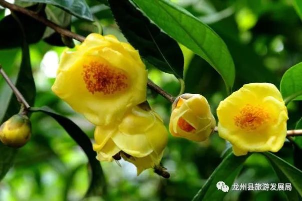 来上犹我养你高清图片,来武平我养你