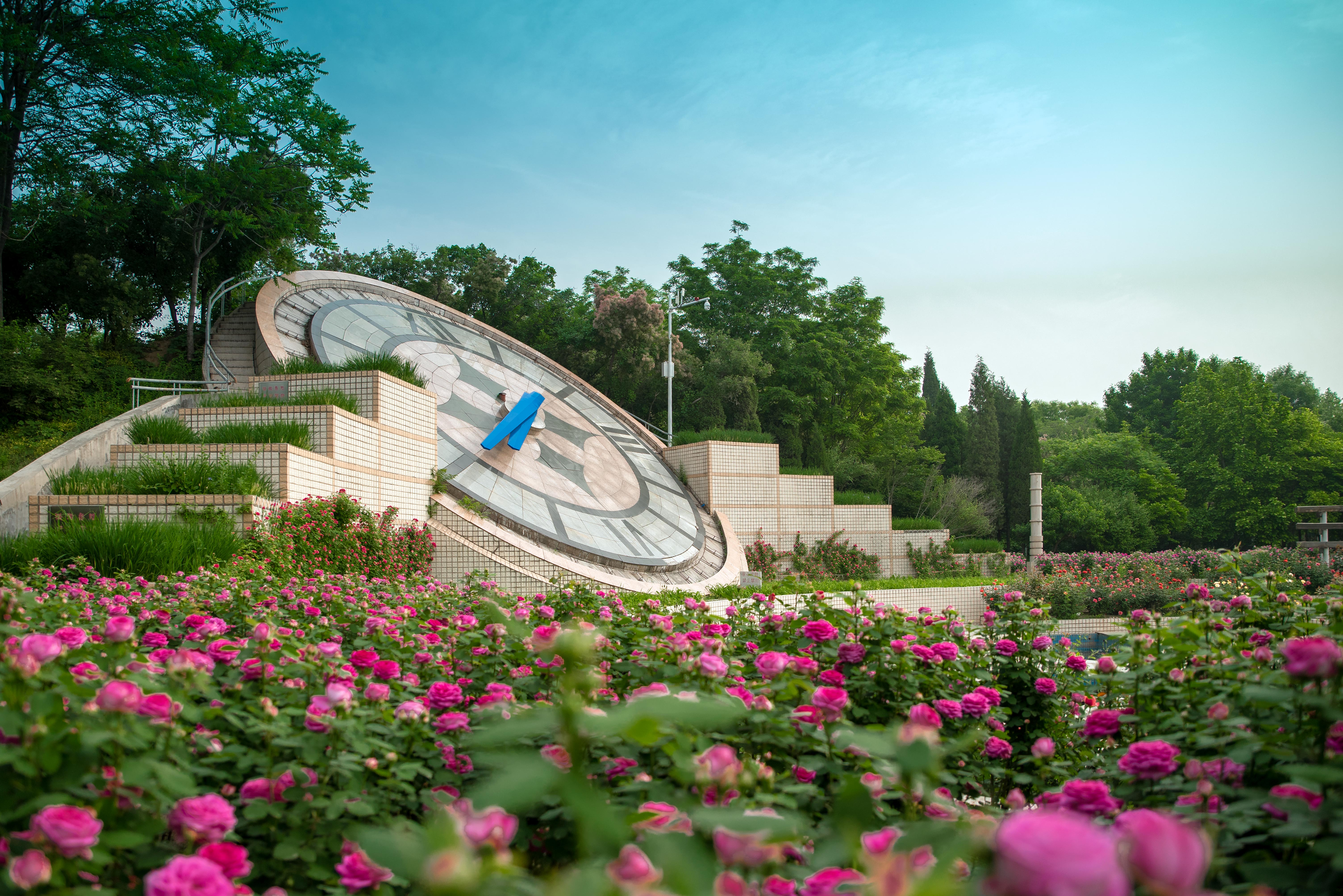 石家庄市花是什么花朵,石家庄市花有哪些