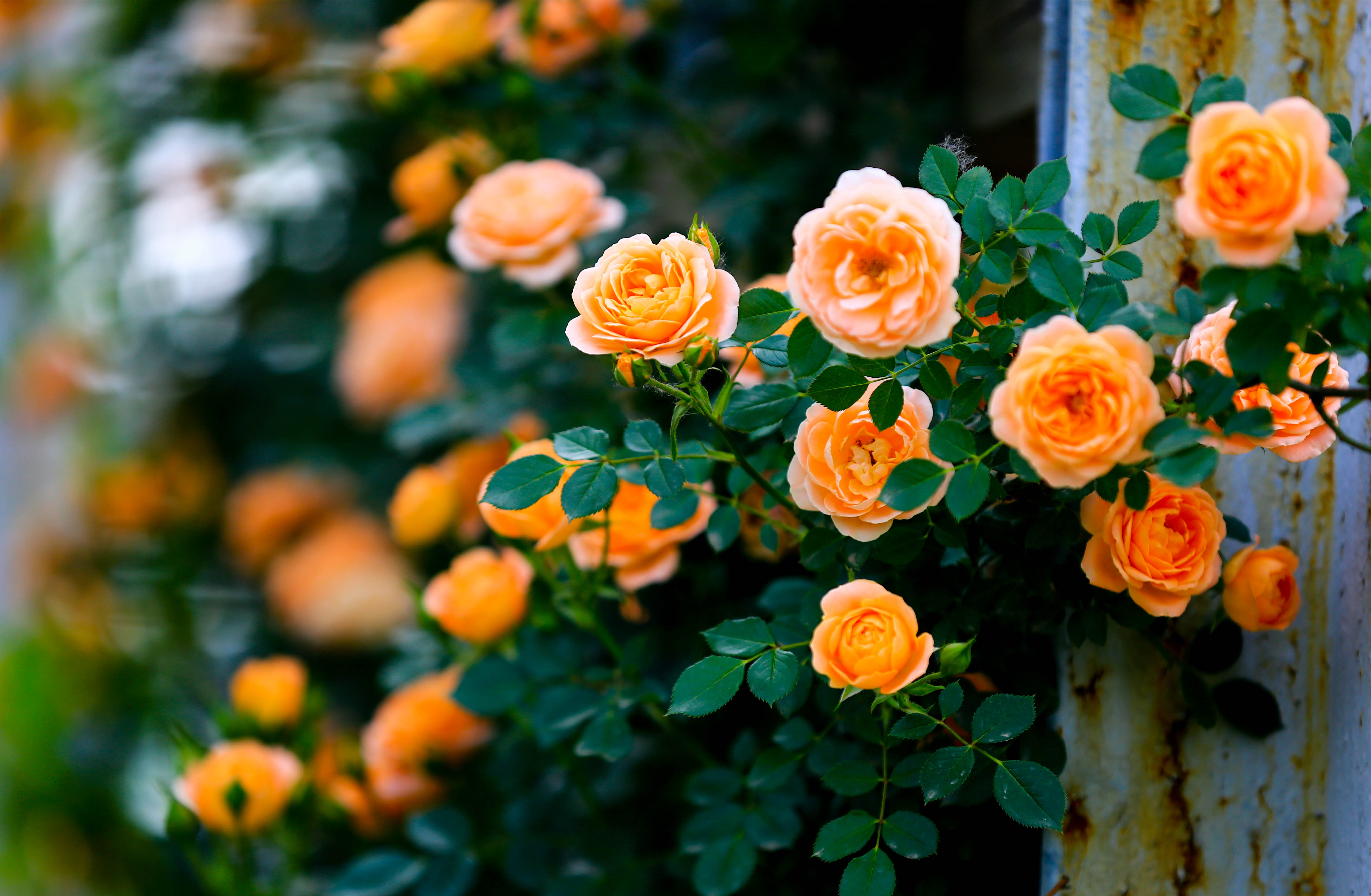 石家庄市花是什么花朵,石家庄市花有哪些