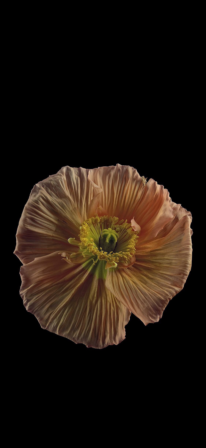 苹果x壁纸手机超清全面屏2020,iphonex壁纸原生壁纸